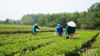 Góp phần nâng tầm cây chè vùng bán ngập