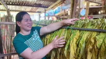 Trùng Khánh trồng 2.443 ha thuốc lá - Báo Cao Bằng điện tử