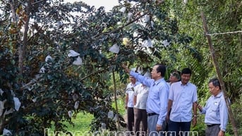 Sóc Trăng nâng tầm trái cây đặc sản