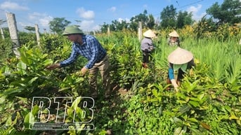 Sản xuất nông nghiệp hữu cơ - hướng đi tất yếu của nông nghiệp hiện đại