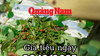 Giá tiêu hôm nay 30/6/2025 tiêu Việt "thất thế" trên thị trường quốc tế, mất 11,5% thị phần