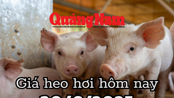 Giá heo hơi hôm nay 30/6/2025: Miền Trung thất thủ, mất đỉnh 72.000 đồng/kg, miền Nam cố bám trụ