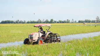 Nông dân Kiên Giang xuống giống vụ thu đông từ ngày 1-7