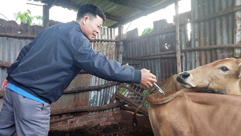 Gia Lai, 수의학 분야 6가지 새로운 내부 행정 절차 발표