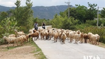 Phát triển chăn nuôi theo hướng an toàn, hiệu quả