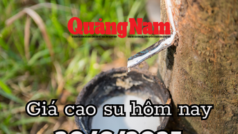 Giá cao su hôm nay 30/6/2025 thị trường nội địa ổn định giữa địa chấn toàn cầu