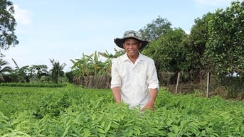 Thu nhập tiền triệu mỗi ngày từ rau ngót