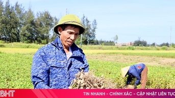 Nông dân Hà Tĩnh vào vụ thu hoạch lạc xuân