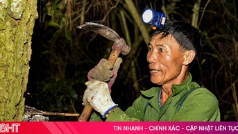 Người đàn ông 25 năm cuốc nhựa thông trong đêm