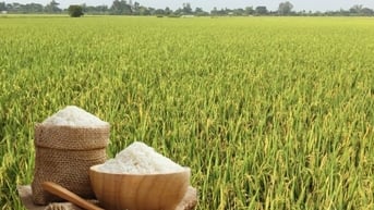 Giá lúa gạo hôm nay ngày 7/6: Lúa tươi xu hướng giảm