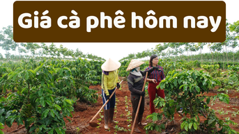 Giá cà phê hôm nay 4/6/2025: Trong nước đồng loạt giảm giá