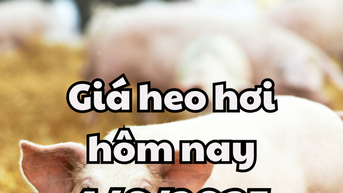 Giá heo hơi hôm nay 4/6/2025: Miền Bắc tăng liên tiếp 3 ngày, lên 70.000 đồng/kg