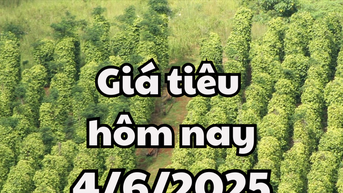 Giá tiêu hôm nay 4/6/2025 sụt giảm hàng loạt ở trong nước