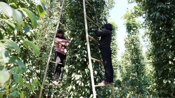 Dự báo giá tiêu ngày mai 5/6/2025: ít biến động, bình ổn