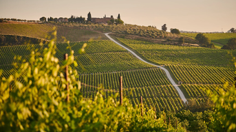 Khám phá cánh đồng rượu vang Tuscany của nước Ý xinh đẹp