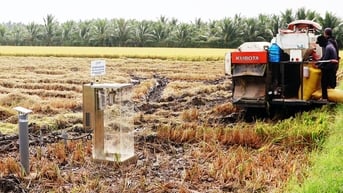 Nông dân Trà Vinh mở rộng diện tích canh tác lúa hè
