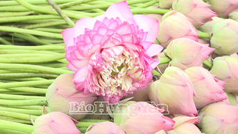 Người dân huyện Kim Động trồng sen, thu lợi nhuận từ gốc đến ngọn