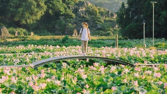 Du lịch Ninh Bình mùa lúa chín, tour nào hợp ví tiền?