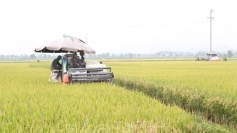 Diện tích lúa giống của HTXDVNN Nguyễn Úy đạt giá trị cao hơn 25% lúa đại trà