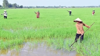 Vụ lúa hè - thu, xuống giống 458/5.122ha lúa chất lượng cao, phát thải thấp
