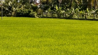 5 tháng, tổng diện tích gieo trồng cây hàng năm của huyện Vạn Ninh được 7.325ha
