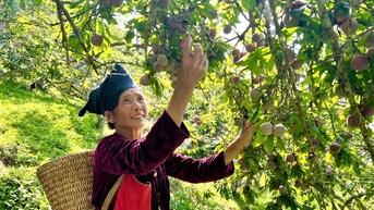 Tà Tổng vào mùa mận chín