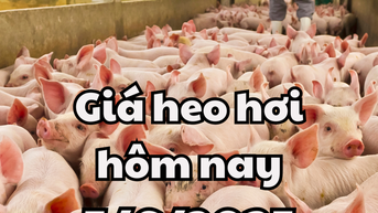 Giá heo hơi hôm nay 5/6/2025: Đi ngang cả 3 miền, quanh ngưỡng 68.000–75.000 đồng/kg