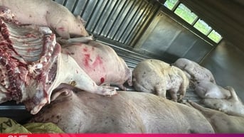 Yêu cầu chấn chỉnh hoạt động giết mổ động vật trên cả nước