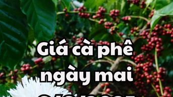 Tin tức, dự báo giá cà phê ngày mai 6/6/2025 hồi phục trở lại, lên mức 114.100 đồng/kg