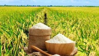 Giá lúa gạo hôm nay ngày 8/6 và tuần qua dao động