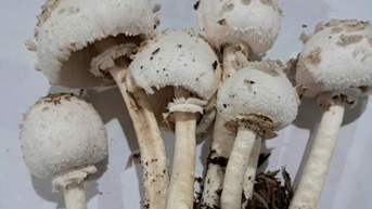 12 người nhập viện do ngộ độc nấm trong 2 ngày