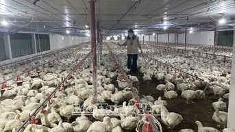 Công chức cấp xã bắt buộc có trình độ đại học trở lên