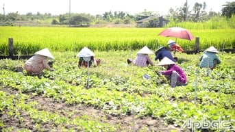 Tiền Giang: Giá rau màu tăng cao, nông dân phấn khởi