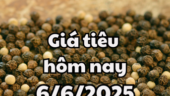 Giá tiêu hôm nay 6/6/2025 đáy mới xuất hiện, 143.000 đồng/kg là mức thấp nhất