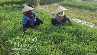 Rau muống làng Bái: Hướng tới sản phẩm OCOP