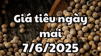 Tin tức, dự báo giá tiêu ngày 7/6/2025 phục hồi lại về đỉnh giá cũ