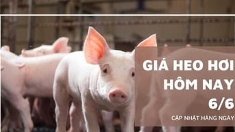 Giá heo hơi hôm nay 6/6: Tiếp tục đi ngang, Long An giữ vững...