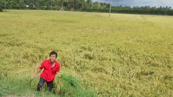 Chăm sóc, bảo vệ cây trồng trong mùa mưa