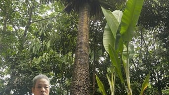 Chuyện về cây thốt nốt ở Hợp Minh