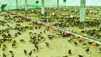 Nuôi gà theo hướng tập trung: nhẹ công, lời khá