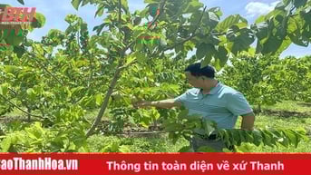 Ngọc Lặc: Đánh thức tiềm năng đất đai phát triển nông nghiệp quy mô lớn