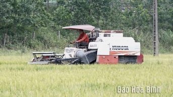 Khẩn trương thu hoạch vụ xuân, hạn chế thiệt hại do thời tiết bất lợi