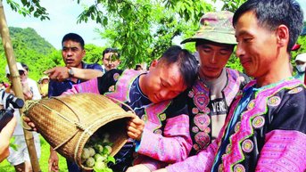 Trải nghiệm hái mận hậu Mộc Châu