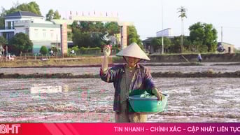 Bỏ thói quen sử dụng giống lúa liền vụ trong gieo cấy hè thu