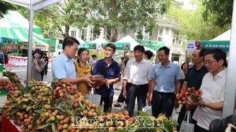 Khai mạc Phiên chợ vải Hưng Yên năm 2025