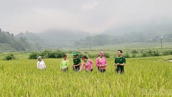 Đánh giá mô hình lúa Séng cù hữu cơ tại xã Mường Vi