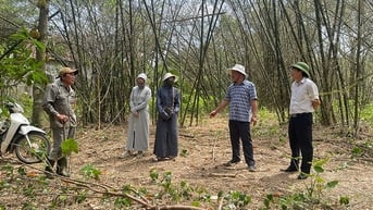 Hướng dẫn phòng trừ châu chấu hại cây luồng