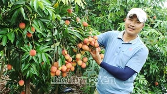 Ghép vải trứng trên gốc vải lai: Hướng đi mới mang lại hiệu quả kinh tế cao cho người dân Phù Cừ