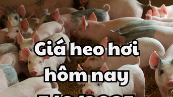 Giá heo hơi hôm nay 7/6/2025: Cả nước bình ổn, Quảng Bình thiệt hại 2.426 kg heo
