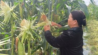 Ngô nếp lai HN92 cho lãi hơn 84 triệu đồng/ha